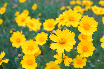 Coreopsis lanceolata, Lanceleaf Tickseed or Maiden eye on meadow, field blooming in summer. Nature, plant, floral background. Yellow flower lance leaved Coreopsis in bloom, close up, macro, top view