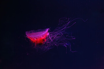 Fluorescent jellyfish swimming underwater aquarium pool with red neon light. The Lion's mane, Cyanea capillata also known as giant jellyfish, arctic red jellyfish, hair jelly