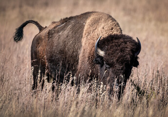 Buffalo at Wichita Wildlife refuse in Oklahoma.