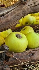 Organic Apples