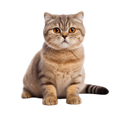  scottish fold cat isolated on transparent background