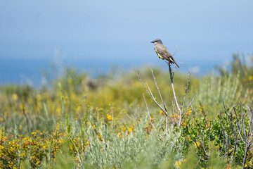 Cassin's Kingbird at Crystal Cove State Park