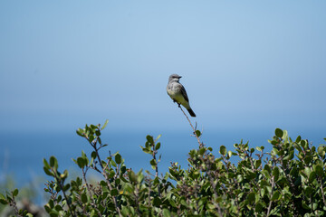 Cassin's Kingbird at Crystal Cove State Park