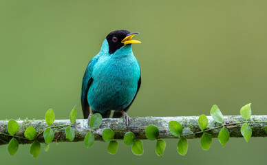 Green Honeycreeper in Costa Rica