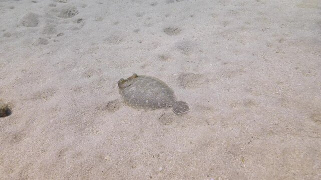 common sole flatfish swim on the sand soleiade