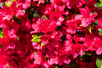 Obraz premium Azalea flower. Flowering nature closeup. Macro of flowering azalea plant. Exotic flower. Natural flower plant. Flora nature. Bright blooming azalea flower in nature. Copy space