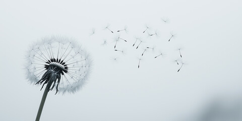 Dandelion dispersing seeds in the wind on a soft gray background.
