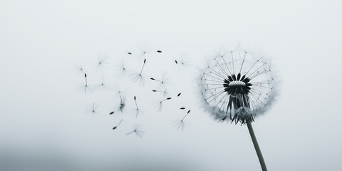 Dandelion dispersing seeds in the wind on a soft gray background.
