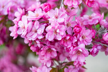 pink sakura blooming in nature on branch. nature photo of spring sakura bloom.