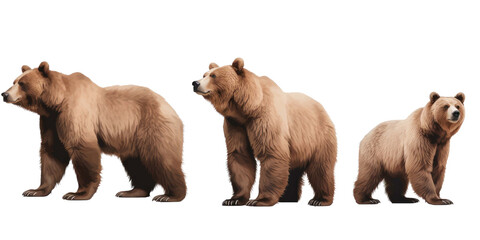 three brown grizzly bear  isolated on a white transparent background