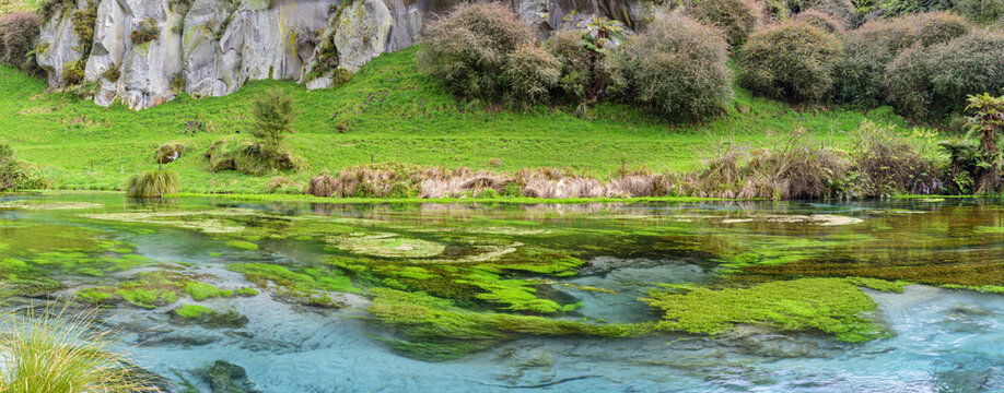 계곡,수초,바위,블루스프링,Blue Spring,테와이호우워크웨이,푸타루루,북섬,뉴질랜드