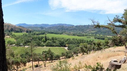summer vineyard in california 