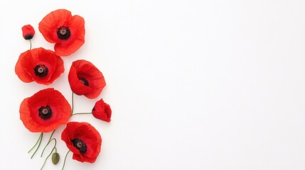 Vibrant Red Poppies on White Background Floral Design Element