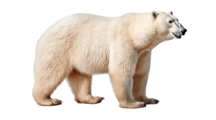 white polar bear isolated on a white transparent background