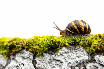 Snail Crawling on Green Moss Covered Surface in Natural Habitat