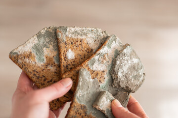Moldy bread in hands.Spoiled products with expired shelf life.Whole grain bread in green...