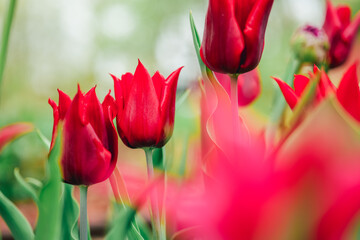 Red tulips in a spring garden. Bordeaux spring bulbous flowers in garden design. Lily flowered red...