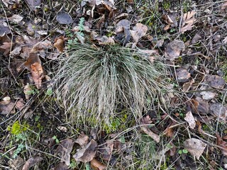 Festuca valesiaca plant growing in the forest. Close-up of fescue. Oak fescue, Poaceae, Festuca, Festuca valesiaca. Scientifically defined as Festuca valesiaca Schleich. ex Gaudin.
