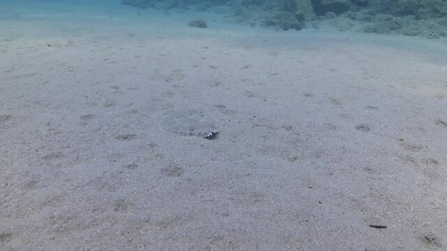 common sole flatfish swim on the sand soleiade