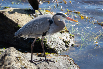 Great Blue Heron in Morro Bay, California