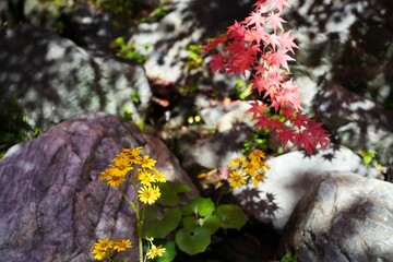 紅葉と共に咲くツワブキ