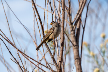 White-Crowned Sparrow at Irvine Lake, California