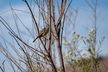 White-Crowned Sparrow at Irvine Lake, California