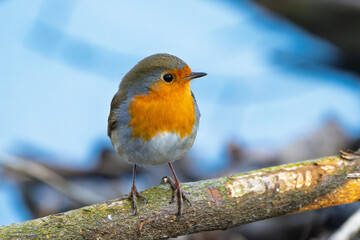 Rotkelchen im Winter auf einem Ast / Vogel	