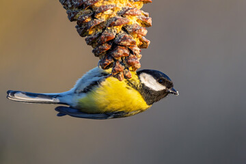 Kohlmeise im Winter auf einem Ast am Futter / Vogel
