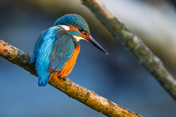 Eisvogel im Herbst auf einem Ast / Vogel / Kingfisher