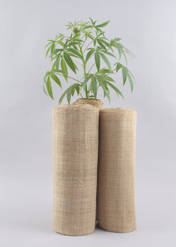 3,옷감,삼베,모시,대마,줄기,한국