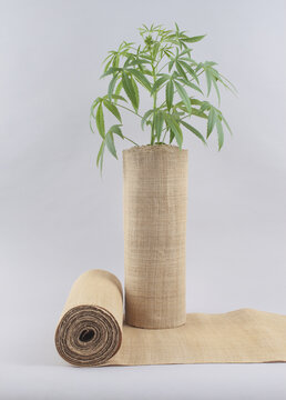 2,옷감,삼베,모시,대마,줄기,한국