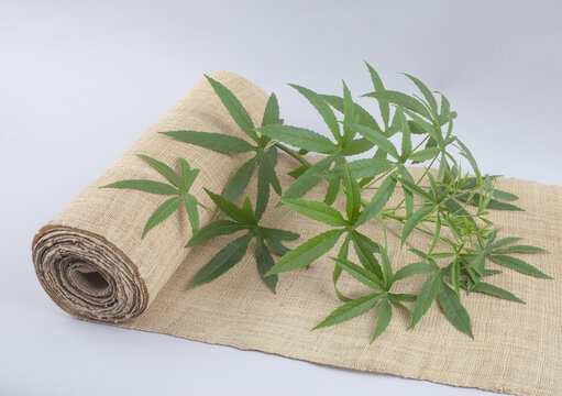 1,옷감,삼베,모시,대마,줄기,한국