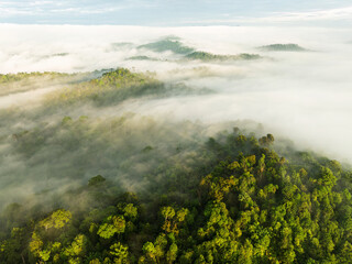 misty morning in the tropical rainforest