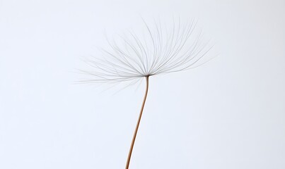 Dandelion seed head, white background, studio shot, delicate, nature