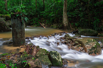 stream in the forest