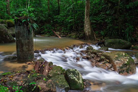 stream in the forest