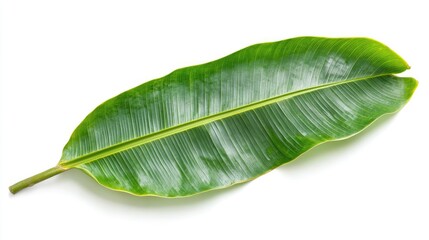 Obraz premium Top view of a tropical banana leaf with visible veins and textures, isolated on a white background for a simple yet striking natural composition