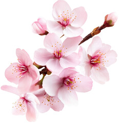 Delicate Pink Cherry Blossom Branch Spring Flowers Nature Closeup