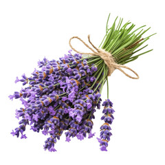 Fresh Lavender Bouquet Purple Flowers Tied with Twine Isolated on White Background