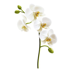 Elegant White Phalaenopsis Orchids Blooming Branch Isolated on White Background
