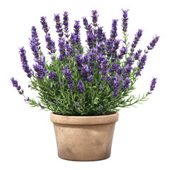 Fototapeta premium Lush Lavender Plant in Terracotta Pot Blooming Purple Flowers Aromatic Herb