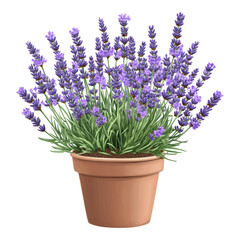 Fototapeta premium Potted Lavender Plant Blooming Purple Flowers in Terracotta Pot Aromatic Herb