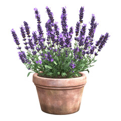 Fototapeta premium Blooming Lavender Plant in Terracotta Pot Aromatic Herb Purple Flowers Garden Decor