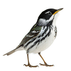 Obraz premium Blackpoll Warbler AI Generated Image
