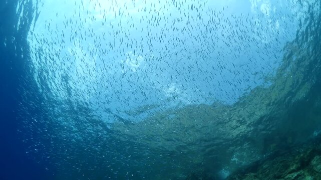silversides   underwater silverside fish school wavy sea protection Atherina boyeri next to rocks