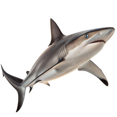 Fototapeta premium Blacktip Shark AI Generated Image