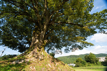 新潟県糸魚川市にある山王森大欅