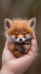 Obraz premium Small fox cub resting peacefully in human hand during a serene moment in nature