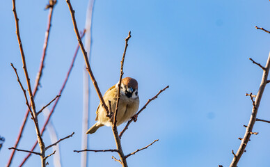 上から見下ろすのスズメくん